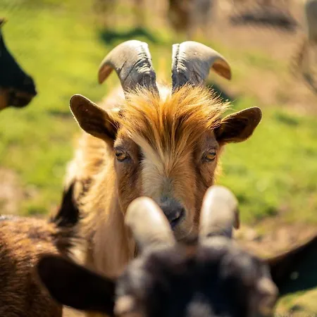 Aldeias Do Zezere-patio Dos Caseiros *