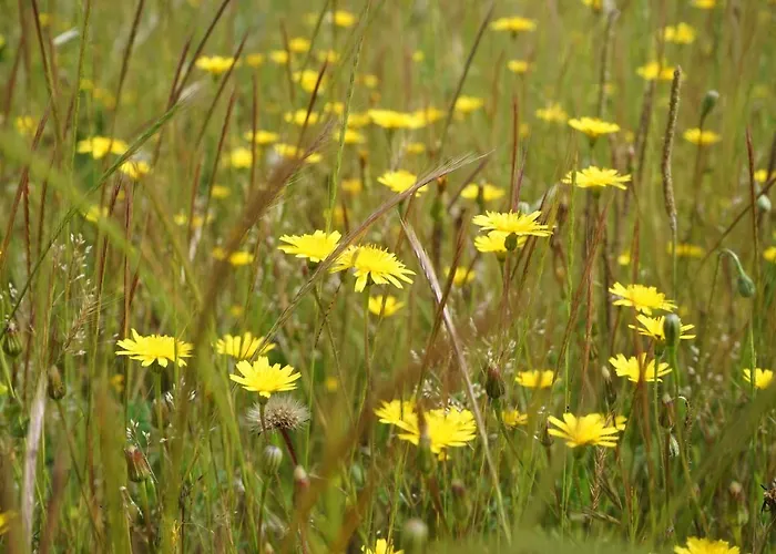 Aldeias Do Zezere-patio Dos Caseiros