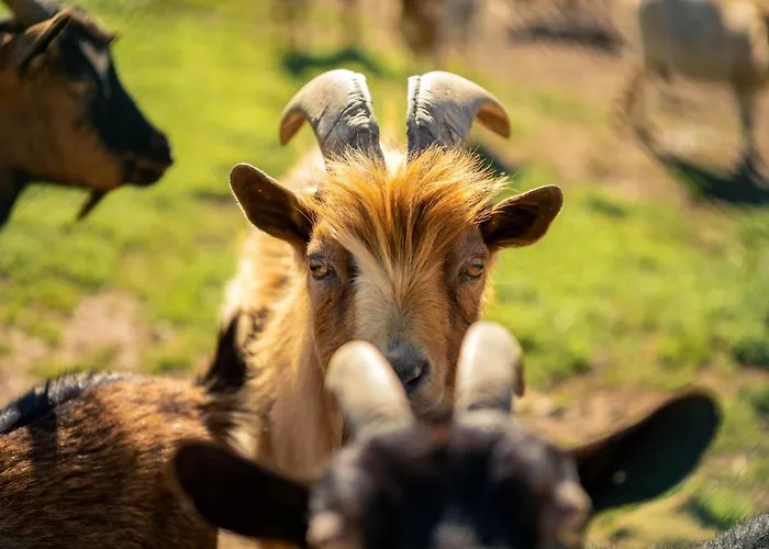 Aldeias Do Zezere-patio Dos Caseiros *
